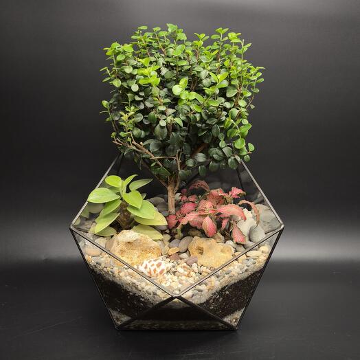 Флорариум Икос с Мирсиной, фитонией и пеперомией