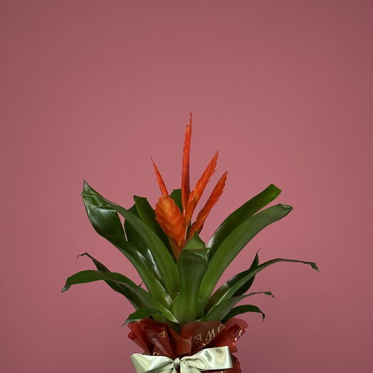 Bromelia Orange