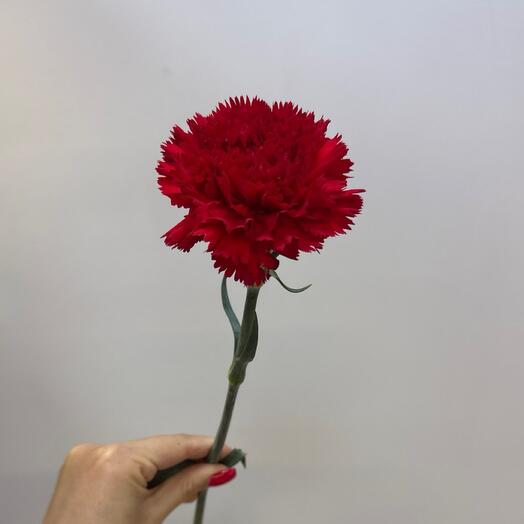 Красная гвоздика
