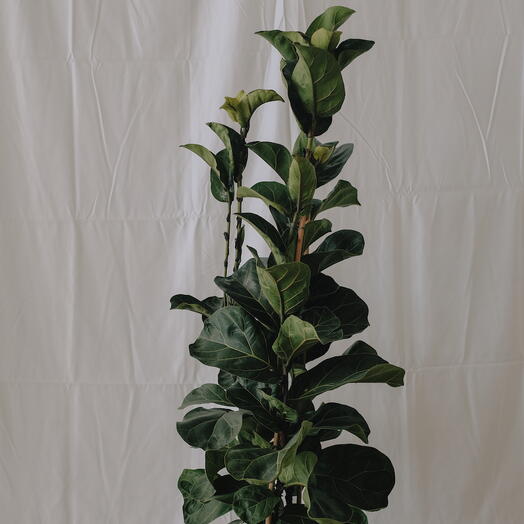Ficus Lyrata Bambino