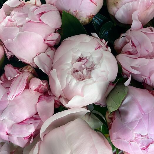 Pink peony