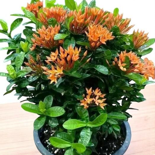 Ixora