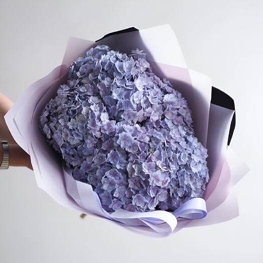Hydrangea Luxor Blue