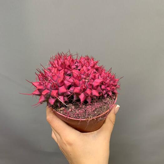 Кактус розовый🌸