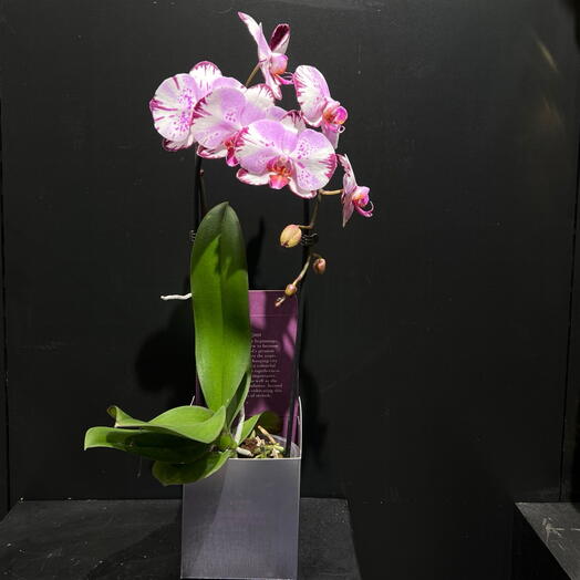 Orquidea Phalaenopsis
