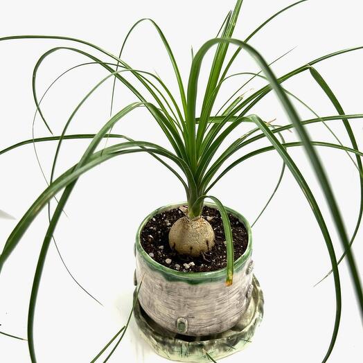 Нолина бокарнея (Nolina recurvata) в керамическом горшочке
