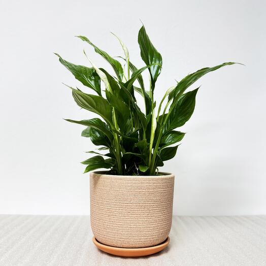 Спатифиллум, в кремовом керамическом горшке с поддоном, высота 40-45см