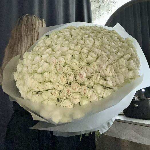 151 Роза Эквадор