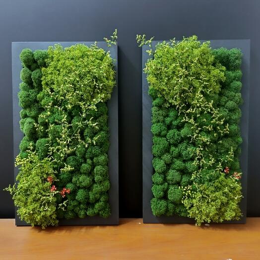 Набор фитокартин из мха ягеля на стену