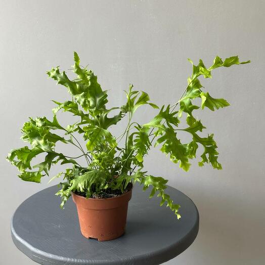 Папоротник Гавайи