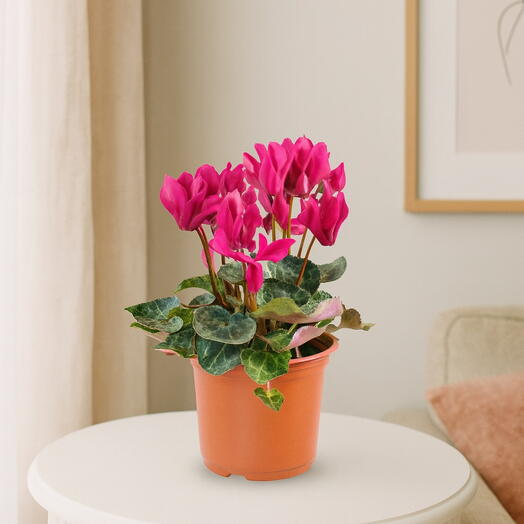 Cyclamen