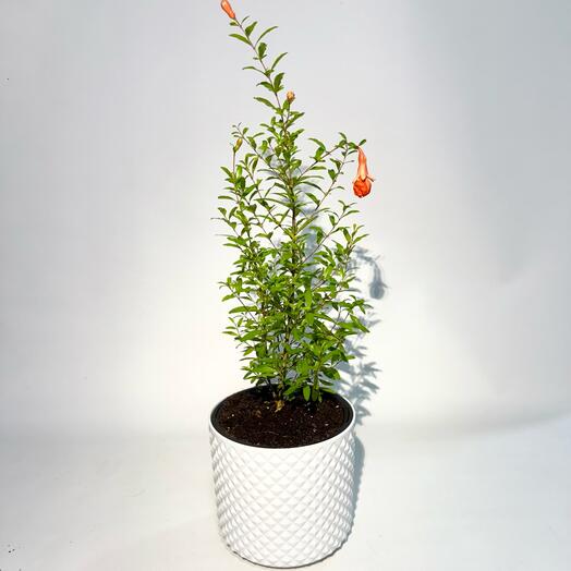 Гранат Комнатный Punica Granatum цветущий  в белом кашпо с автополивом, 40см