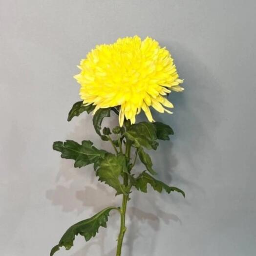 Хризантема одголовая желтая