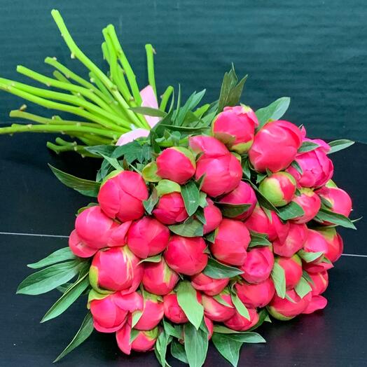Пионы коралловые 35
