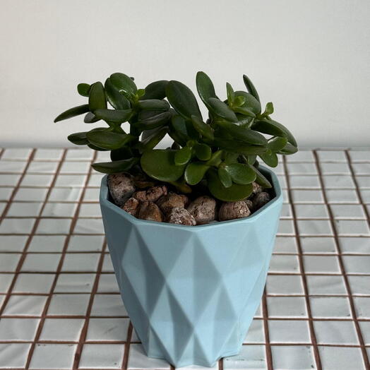 Красула в голубом кашпо