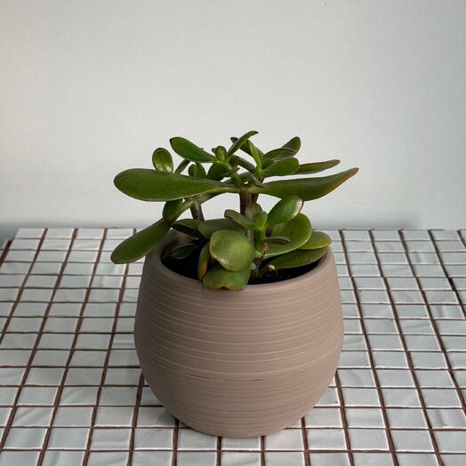 Красула в бежевом кашпо