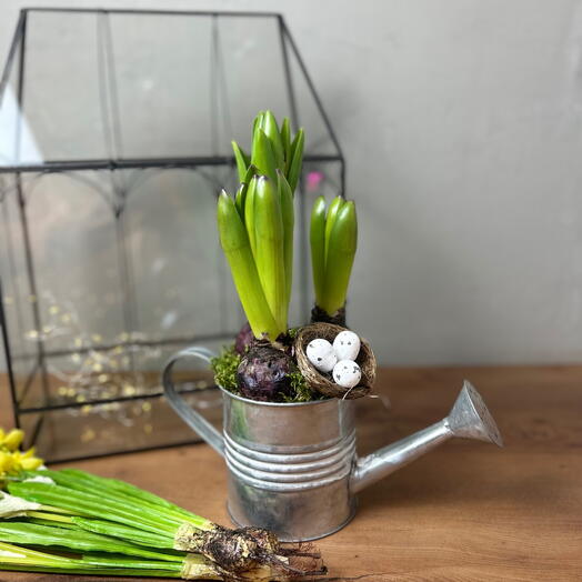 Гиацинты в металлическом кашпо-лейке