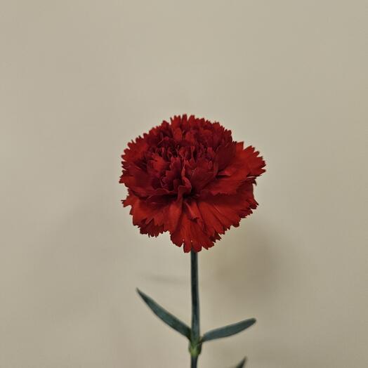 Гвоздика красная