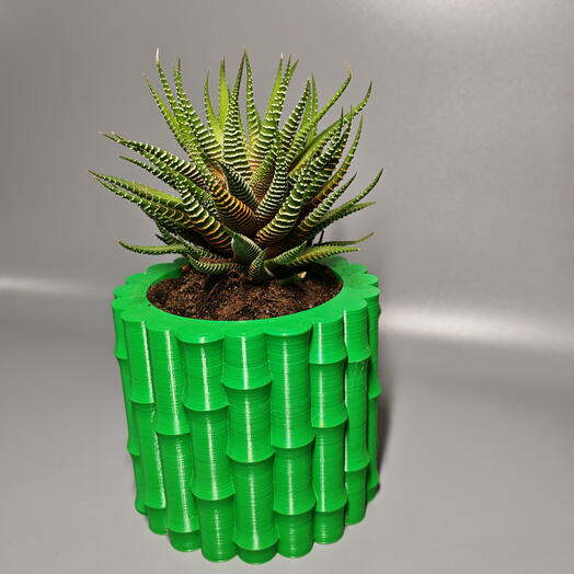 Суккулент Хавортия Цветы в горшках