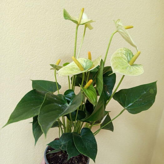 Антуриум лимон