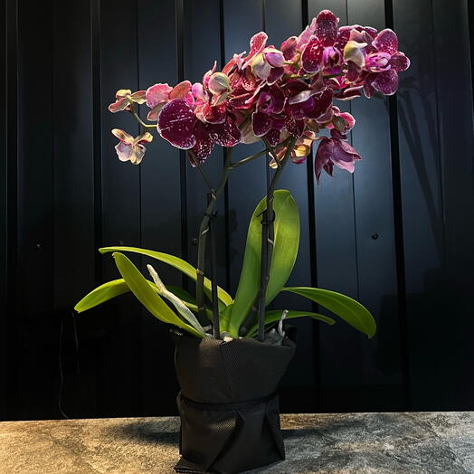 Orquidea purpura