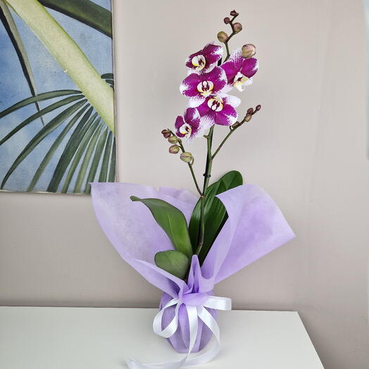 Орхидея Фаленопсис сиреневая пятнистая