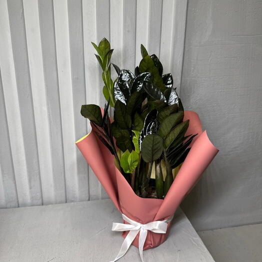 Замиокулькас равен черный 4