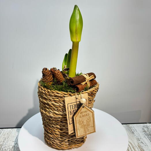 Амариллис луковица в стильном плетёном  кашпо