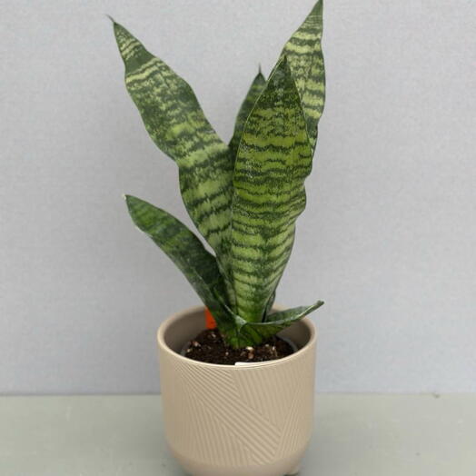 Сансевиерия (SANSEVIERIA LAURENTII)