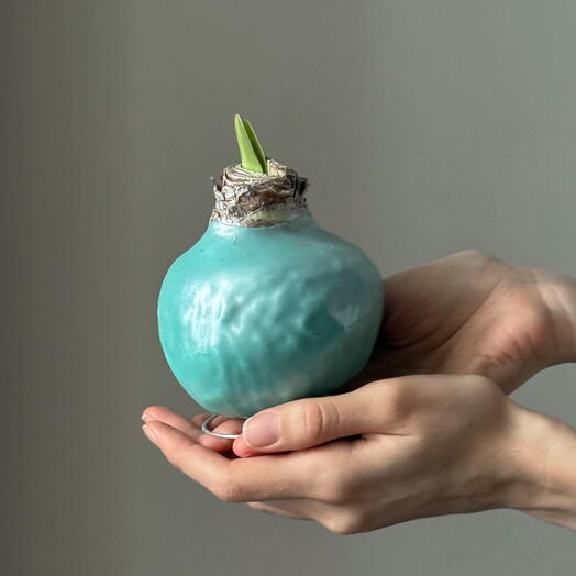 Амариллис в сияющем воске цвета Тиффани