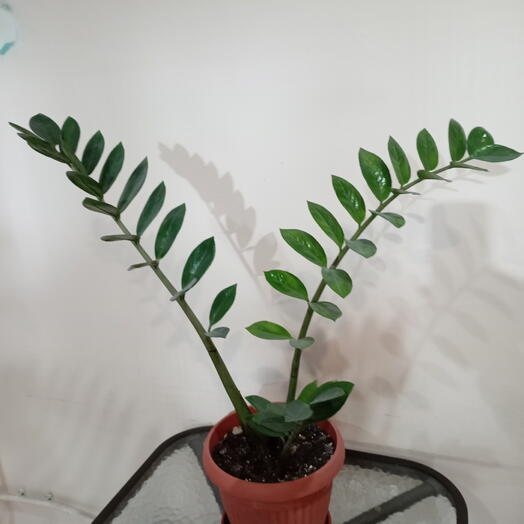 Комнатное растение замиокулькас