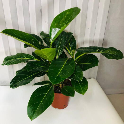 Фикус бенгальский