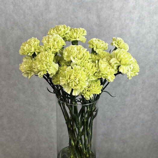 Банч (пачка 19 шт) Диантус (гвоздика) зеленый Кантри 50-55 см