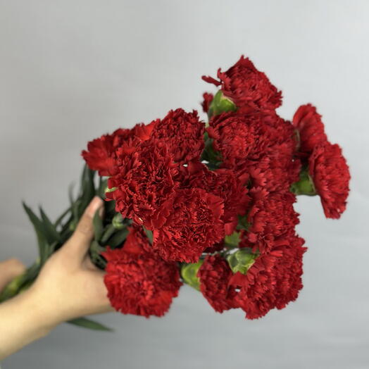 Гвоздика красная 40 см в пачке (20шт)