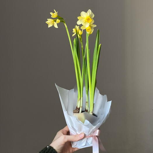 Нарциссы в горшочке