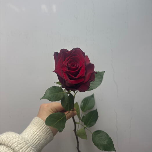 🌹Экспловер/Красная роза🌹