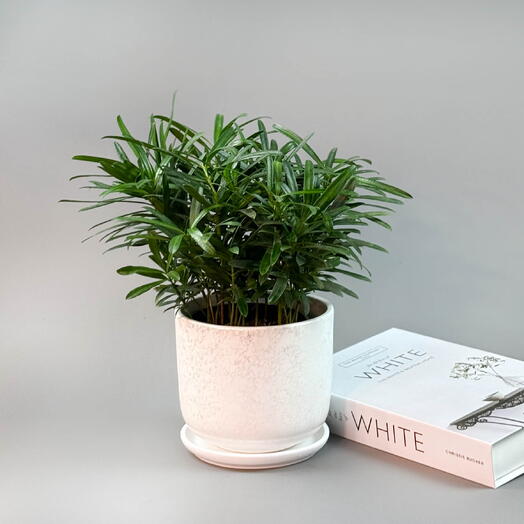 Подокарпус куст «Сосна Будды» - символ долголетия