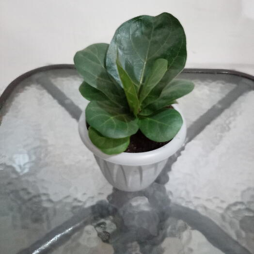 Комнатное растение фикус лирата