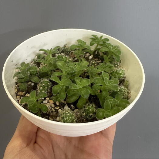 Суккуленты микс