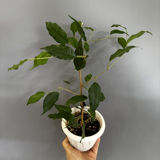 Фикус Бенджамина Ficus benjamina