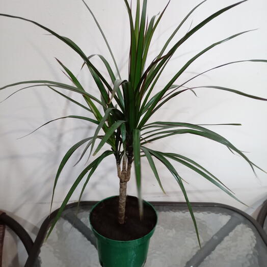 Комнатное растение драцена 60 см