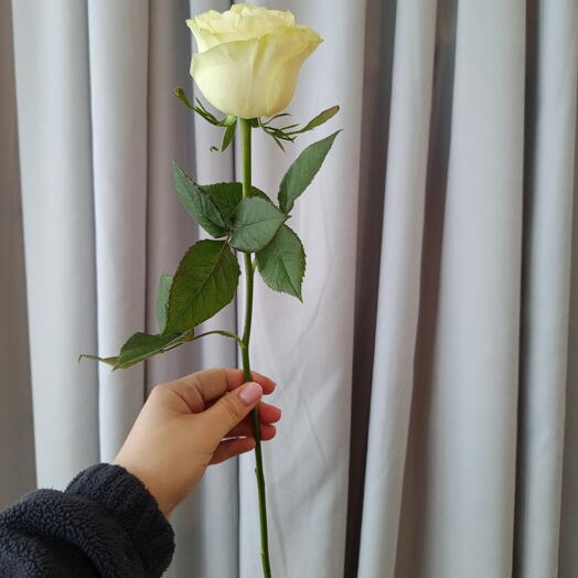 Роза 50 см белая