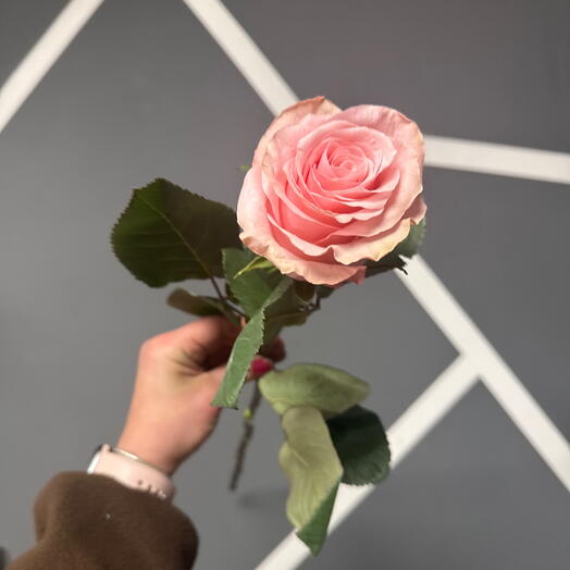 Роза эквадор BE SWeet 70см