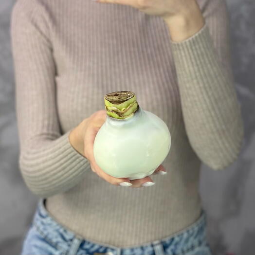 Луковица амариллиса в белом воске🤍