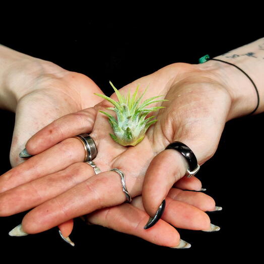 Тилландсия Ионанта Грин Мини (Tillandsia Ionantha Green Bonsai)