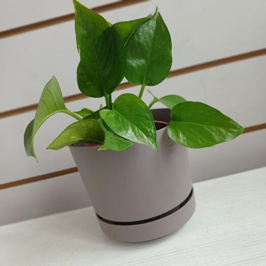 Эпипремнум Пиннатум Ауреум (Сциндапсус) Голд, 15 см