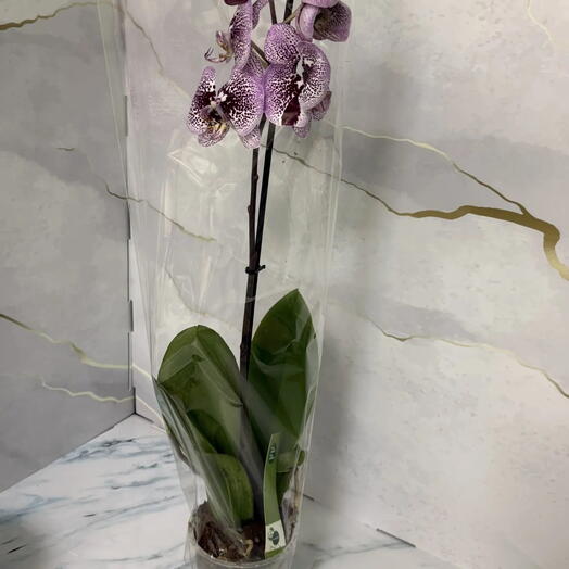 Орхидея сортовая