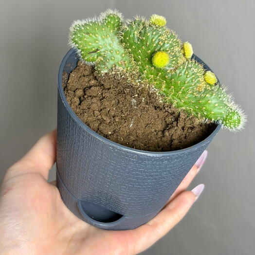 Кактус суккулент