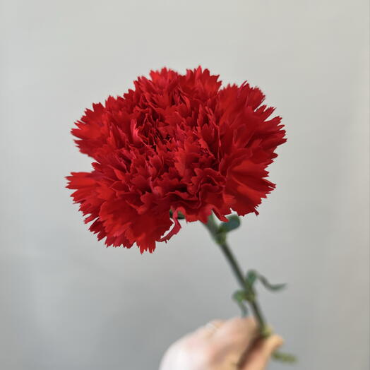 Гвоздика (красная)