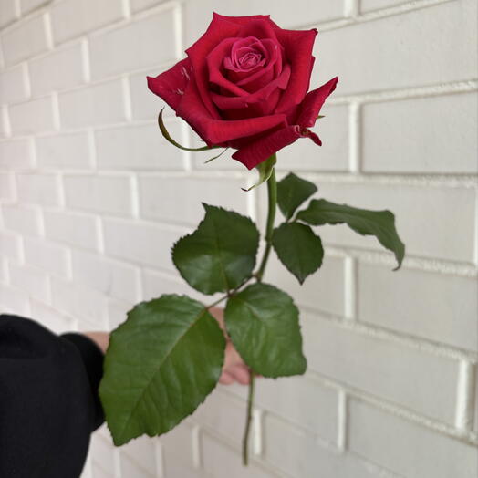 🌷Парниковая Роза